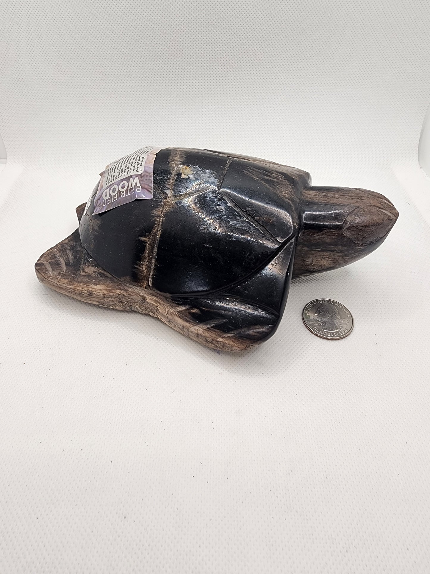 Petrified Wood Turtle