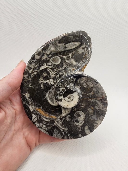Ammonite Fossil Dish