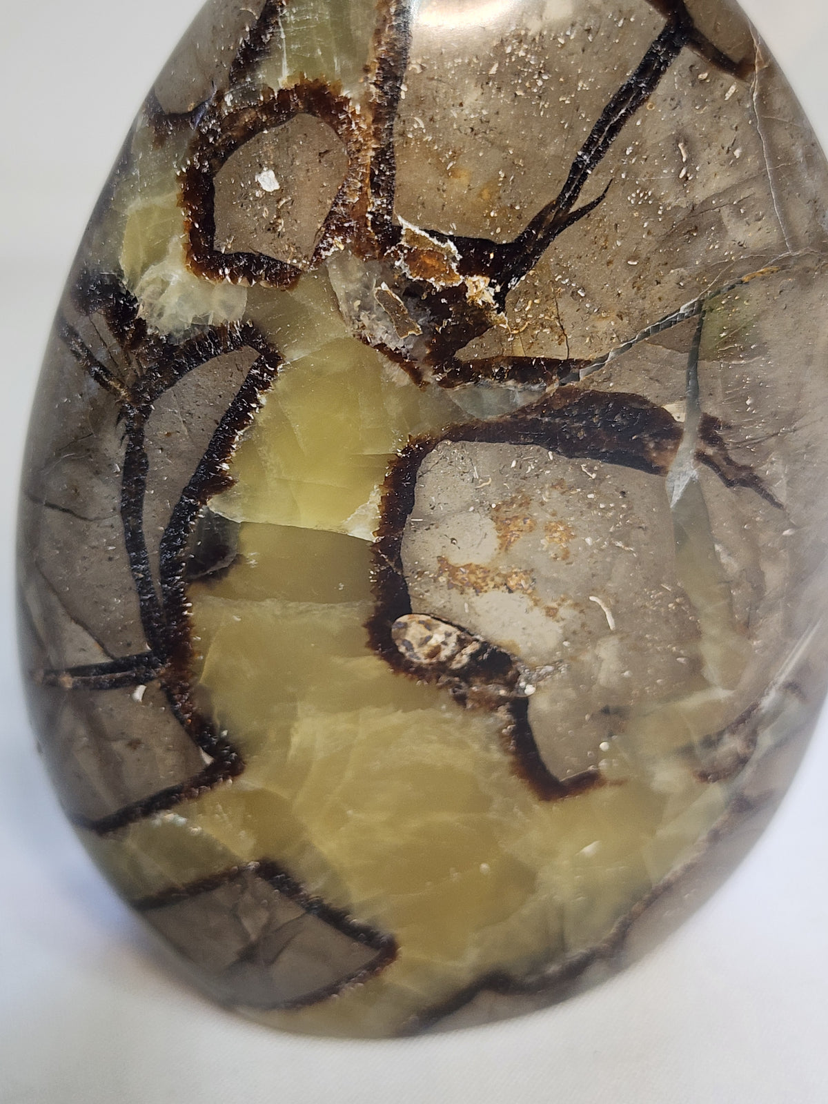 Septarian 2.4lb Freeform