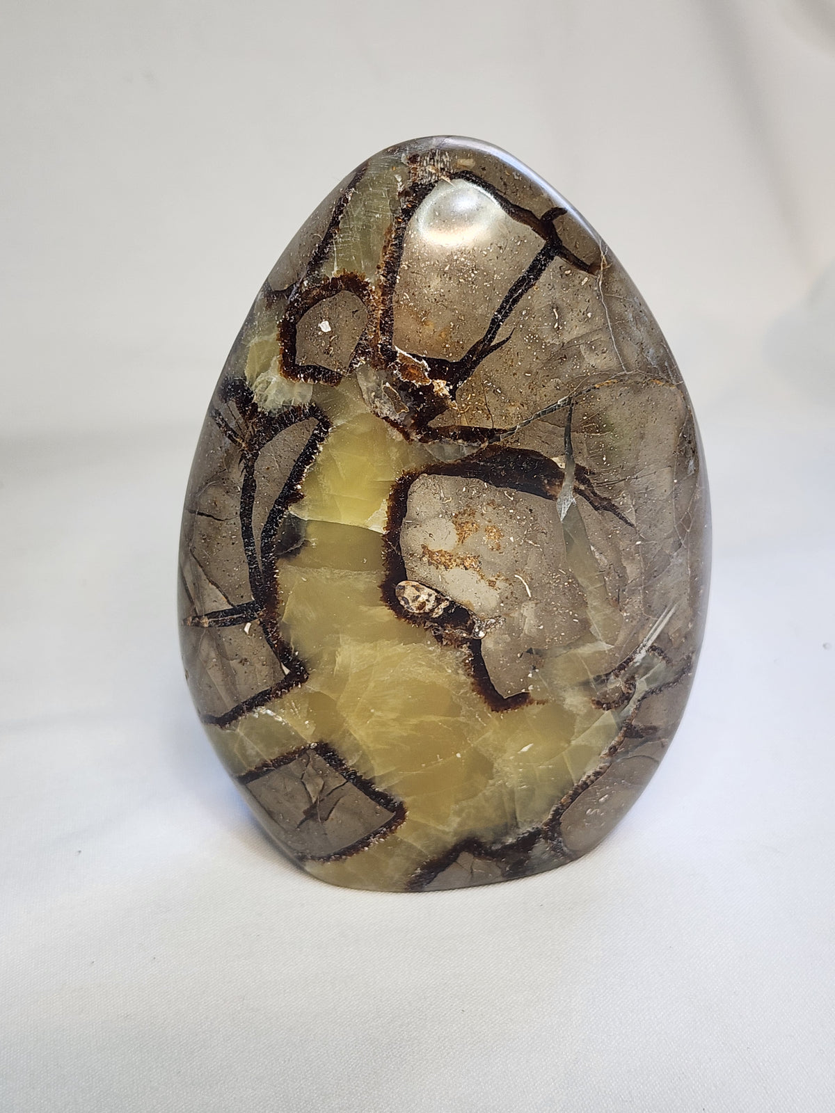 Septarian 2.4lb Freeform