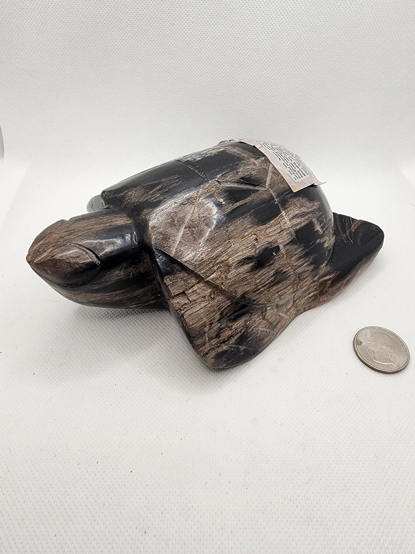 Petrified Wood Turtle